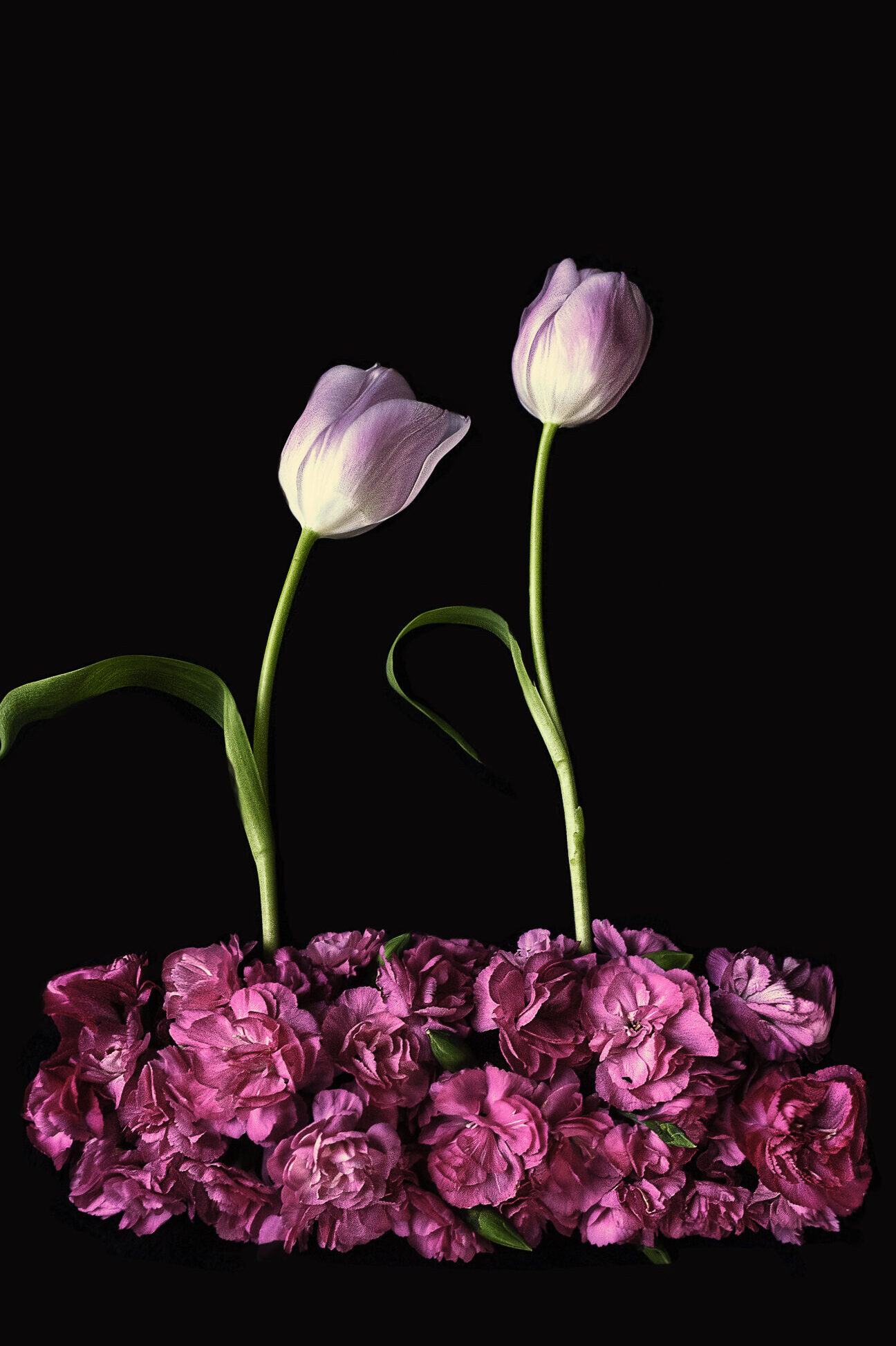 Bloemportret met een bed van roze anjers en twee tulpen