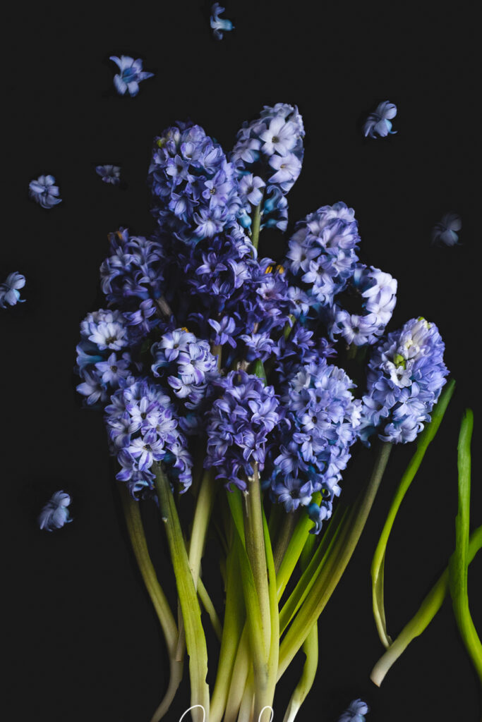 Blauwe hyacinten in volle bloei