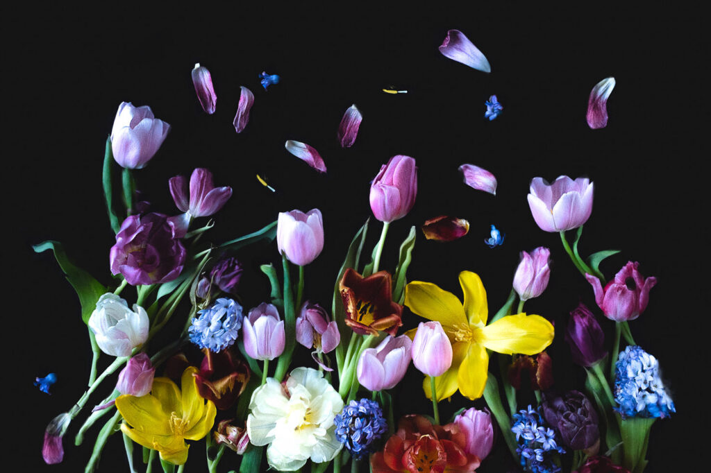 Bloemportret voorjaar