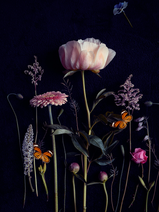 Pioenroos op dibond en wenskaart Peonie