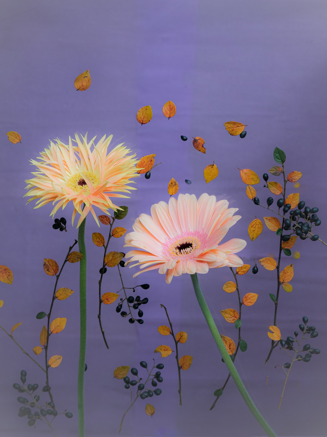 Gerbera op canvas en wenskaart